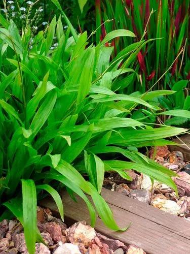 Plantain-leaf sedge