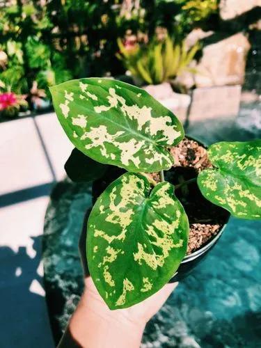 Caladium Hilo Beauty’