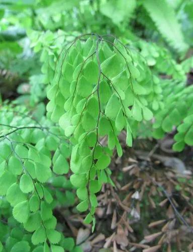 Evergreen Maidenhair