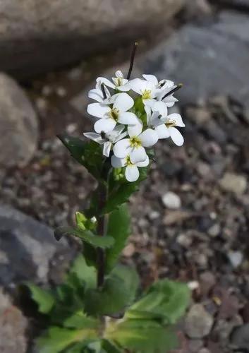 Arabis Alpina