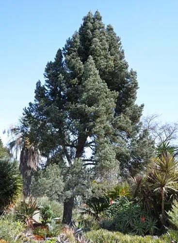 Single-Leaf Pinyon