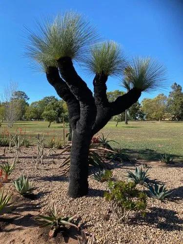 Black Boy' Johnson's Grass Tree