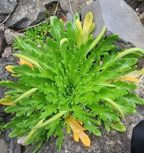 Buck's-horn Plantain