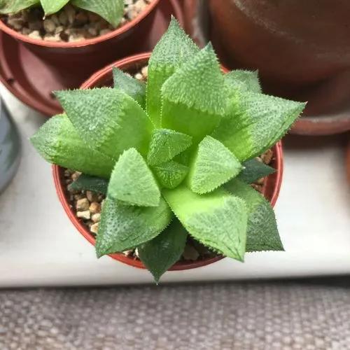 Haworthia Sugar Plum