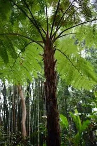 Cooper's Cyathea