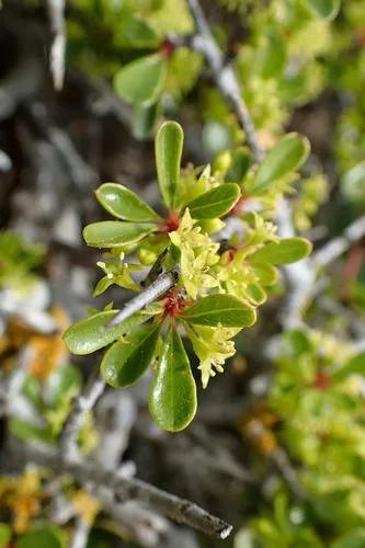 Rhamnus Lycioides