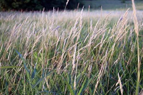 Canary Grass