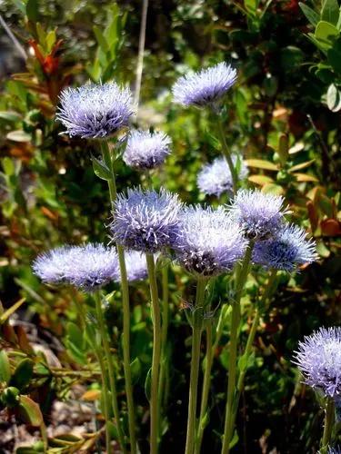 Globularia Vulgaris