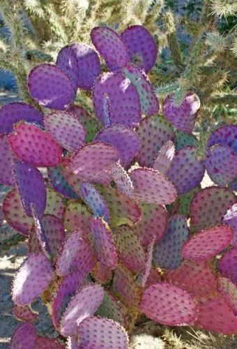 Opuntia Santa Rita