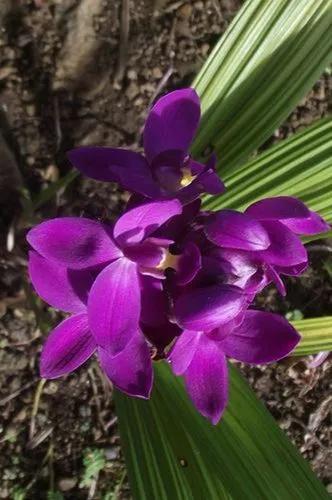 Philippine ground orchid