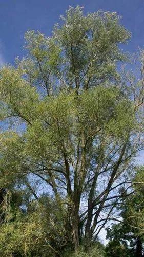 White Willow