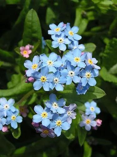 Common Forget-Me-Not