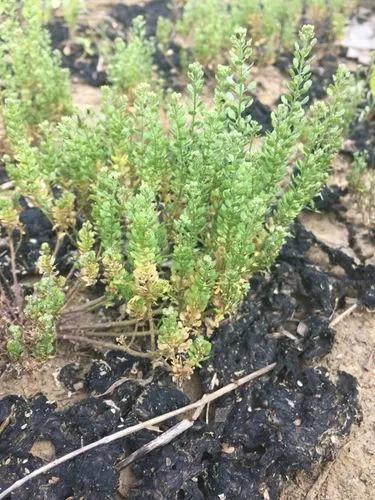 Veiny Pepperweed