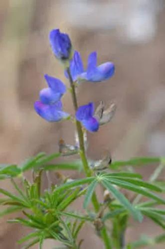 Lupinus Concordini Walp.