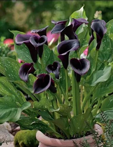 Calla Lily Black Star