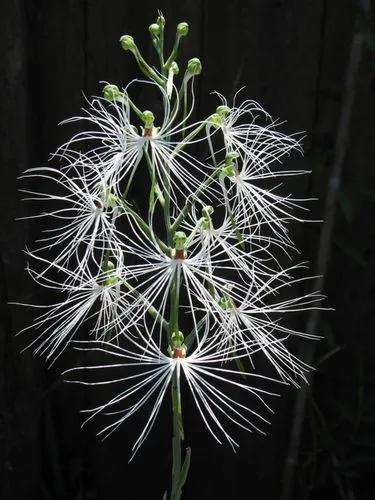 Habenaria Medusa