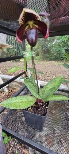 Paphiopedilum Hawaiian Desire