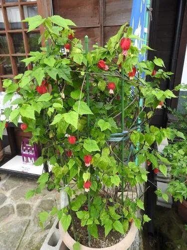 Trailing Abutilon