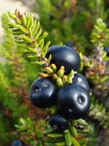 Black Crowberry