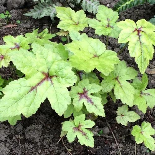 Heartleaf Foamflower