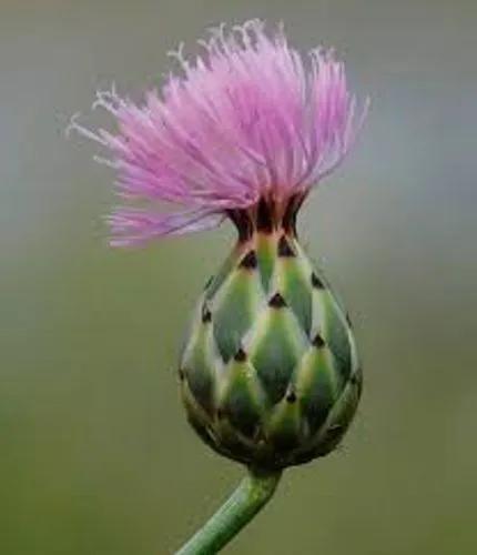 Knapweed Of Salamanca