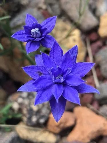 Australian Bluebell