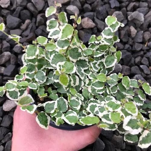 Variegated Creeping Fig