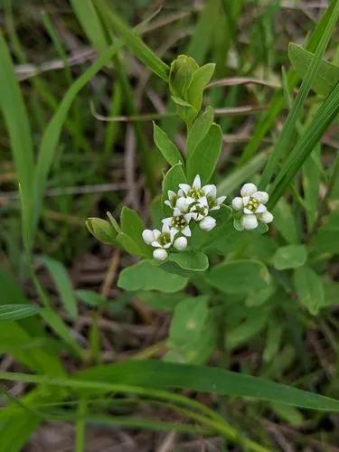 Bastard Toadflax