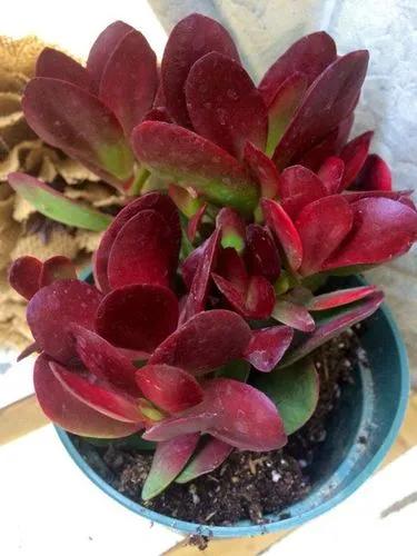 Crassula Burgundy