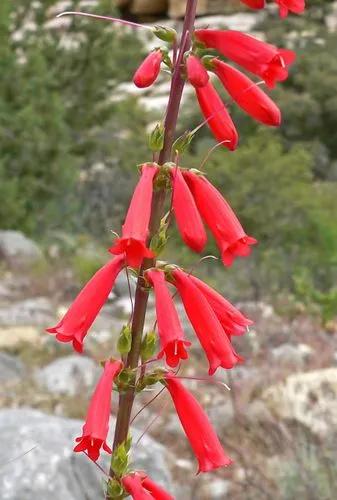 Penstemon Eatonii