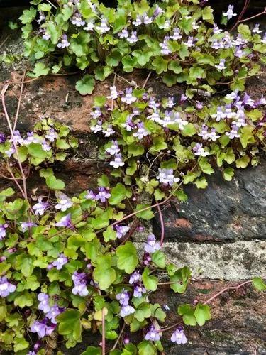 Ivy-leaved Toadflax