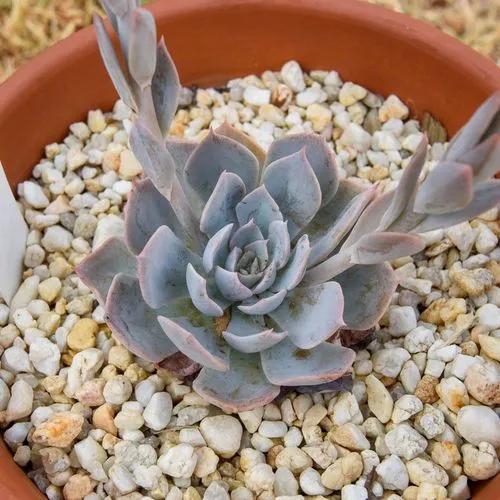 Echeveria Canadian