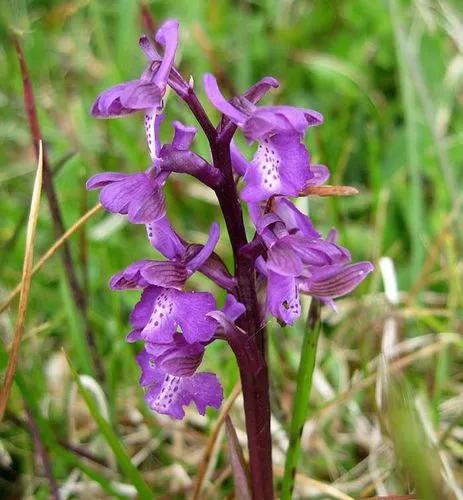 Green-winged Orchid