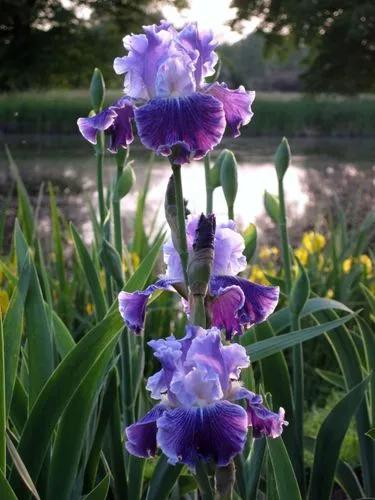 Bearded Iris