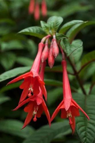 Fuchsia Triphylla