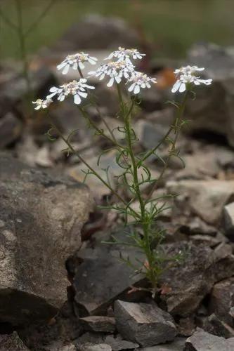 Iberis Pinnata