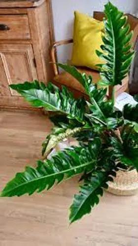 Philodendron Narrow