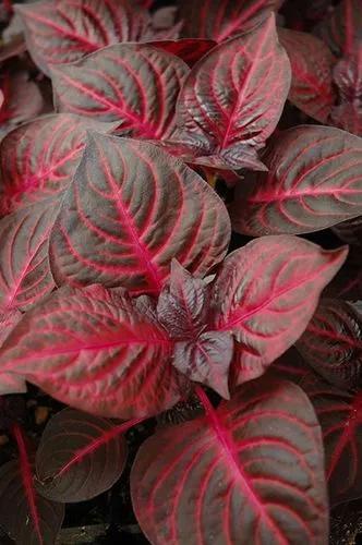 Iresine Bloodleaf Plant