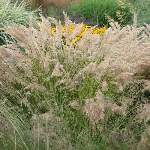 Stipa Calamagrostis