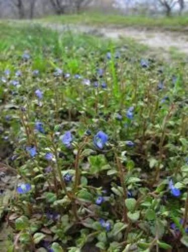 Veronica. Perpusilla Boiss