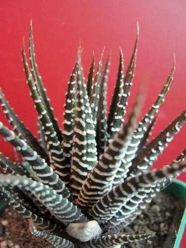 Haworthia Attenuata Concolor