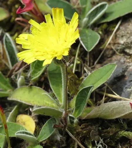 Hieracium Glaucinum