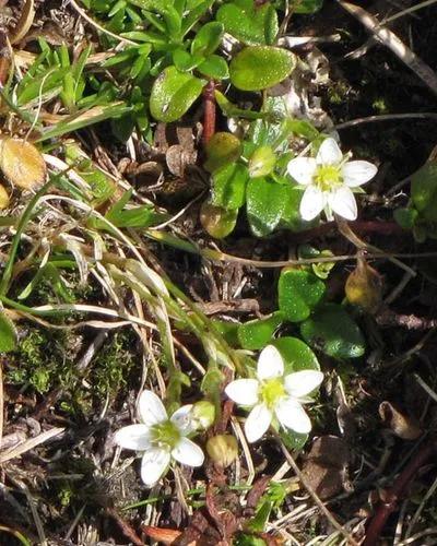 Moehringia Ciliata