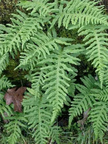 California polypody