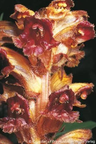 Blood-Red Summer Root, Slender Broomrape