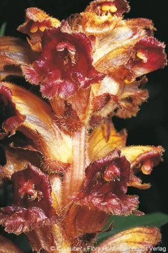 Blood-Red Summer Root, Slender Broomrape