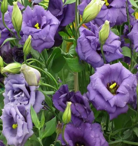 Showy prairie gentian