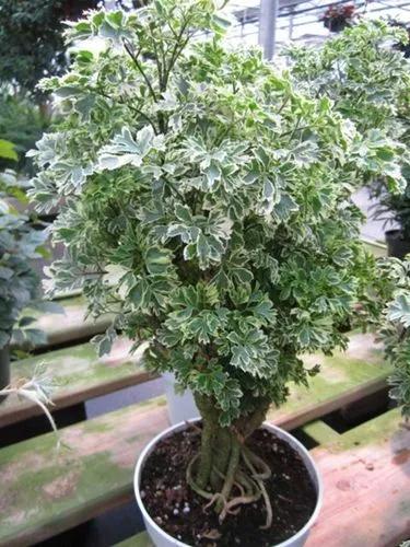 Variegated Aralia