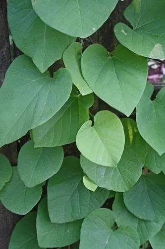 Aristolochia Macrophylla