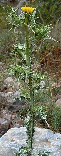 Spotted Golden Thistle